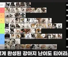 강형욱이 생각하는 견종 티어리스트