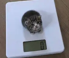 너무 가벼운 아기고양이