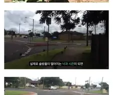 호주에 있다는 상남자 나무