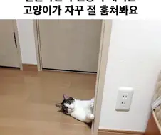 결혼하면서 신랑이 데려온 고양이가 자꾸 훔쳐본다.jpg