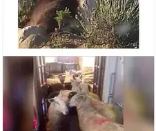 양치기견의 실수