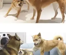 의외로 진돗개와 역상성인 견종