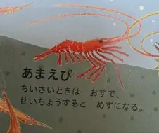 암컷타락 오네쇼타에 특화된 해산물