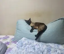 고양이 집사는 야한 다키마쿠라가 사고는 싶다...