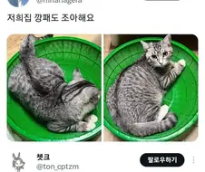 고양이들이 의외로 좋아한다는 아이템