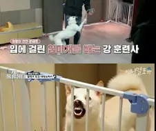 폭력견을 교육한 강형욱 교육사를 신고한 시민.jpg