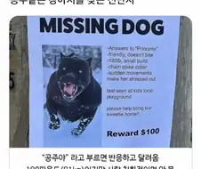 공주님이라고 불리는 강아지를 찾는 전단지