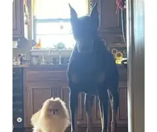 딸을 달라는 사위를 봤을 때