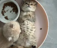 고양이: 난 다 먹었다!