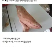 고구마 사기당함
