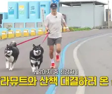 말라뮤트 산책 알바 시켜주는 션...