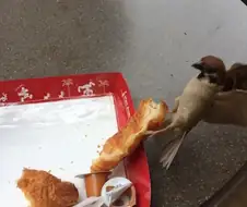 이 참새 유명한가 봄