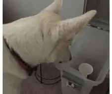 엄마가 개사료 사오라고 보낸 사진