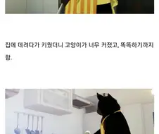 일본 애니에 나온 캣맘.manga