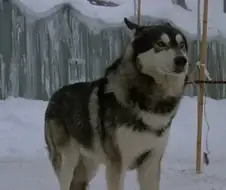 남극에서 마주친다면 무조건 도망가야되는 동물