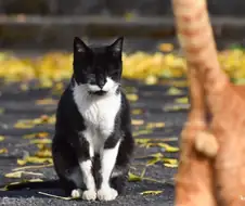 우연히 찍힌 고양이 사진.jpg