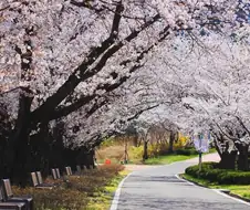 의외로 벛꽃이 아름다운 나라