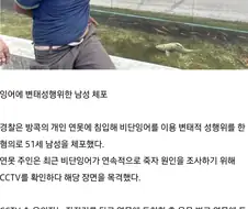 연못잉어가 계속 죽은 이유