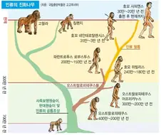 진화 설명이 트리형으로 바뀐 이유