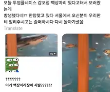 투썸플레이스 수족관 백상아리 사육 ㄷㄷ