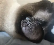 고양이 특정 부위 자세히 보면 그것도 귀여움