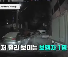 자동차에 치인 강아지.jpg