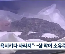 하수구 에서 발견된 악어 주인 검거