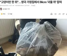 영국 가정집에서 잡힌 쥐 크기 수준.JPG