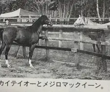 [말딸] 2년 반만에 재회한 테이오와 맥퀸