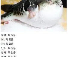 복어:제발 절 먹지 마세요