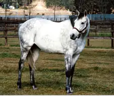 말딸) 혈통 그딴 거 없는 소년 만화 주인공