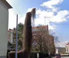 야밤에 가로등을 조심해.jpg