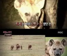 소말리아에서는 정신병에 걸린 사람에게 의사가 이놈 한다고 한다