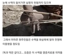 남미의 위험한 나무.jpg