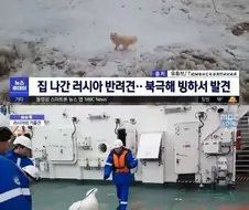 북극 빙하에서 발견된 강아지