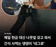 나뭇잎 물고와서 간식 사먹는 댕댕이...