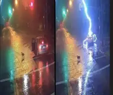 강아지 버린놈의 최후