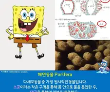 스펀지밥은 우리가 아는 주방에 스펀지가 아니다