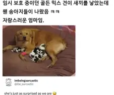 임시 보호 중이던 골든 믹스 견이 새끼를 낳았는데 웬 송아지들이 나왔음 ㅋㅋ