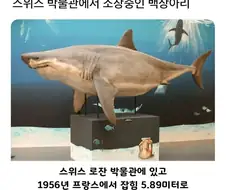 스위스 박물관에서 소장중인 백상아리의 비밀.jpg