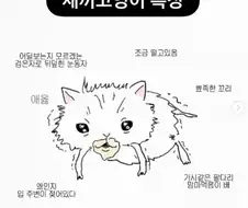 새끼 고양이 하이퍼 리얼리즘