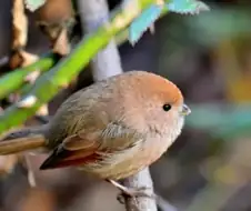 동글동글 귀엽게 생긴 새