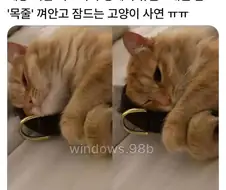 매일 밤 목줄 껴안고 잠드는 고양이.