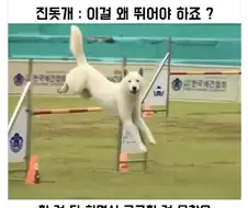 진도개가 경기에 참가하면
