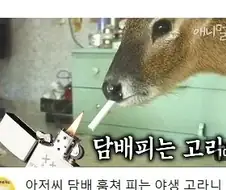 담배도둑 고라니
