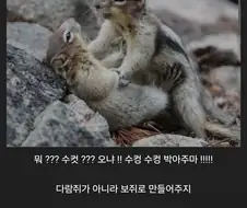 다람쥐 av 야스 짤