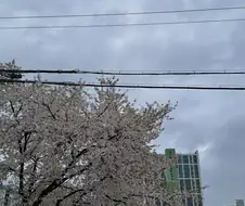 벚꽃 비박 페스티벌 사진 찍어왔음