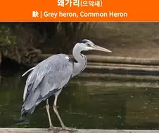 왜가리의 이명