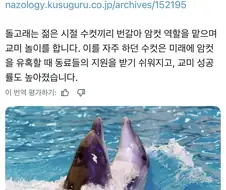 돌고래도 즐기는 교미놀이