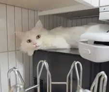 현시각 우리집 고양이 특